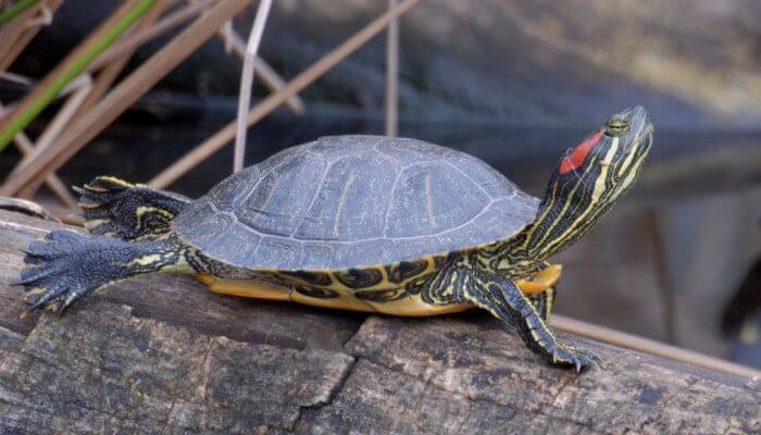 11 Tortugas Domésticas (Agua y Tierra) - Cuidados y Advertencias