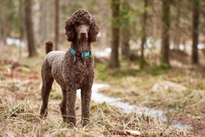 caniche de color chocolate con collar verde