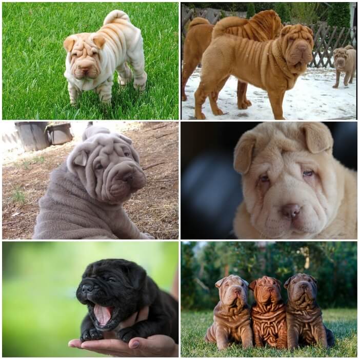 Perros shar peis de diferentes colores