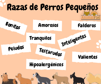 imagen diseño razas de perros pequeños