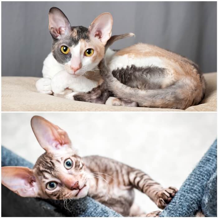 Gatos Cornish rex