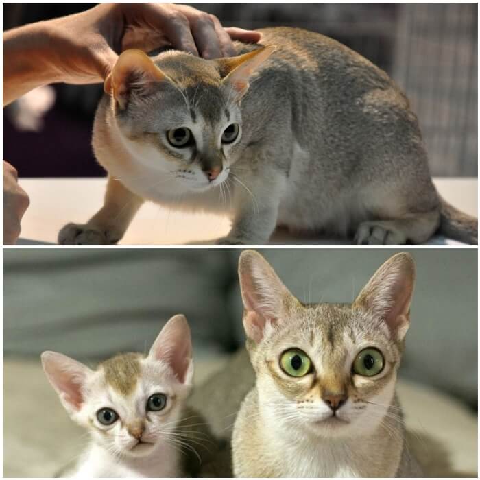 Gatos Singapura