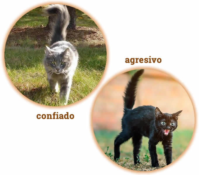 gato seguro y gato agresivo