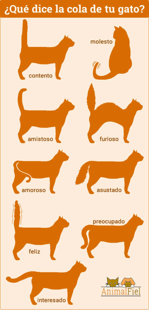 posiciones de la cola en gatos
