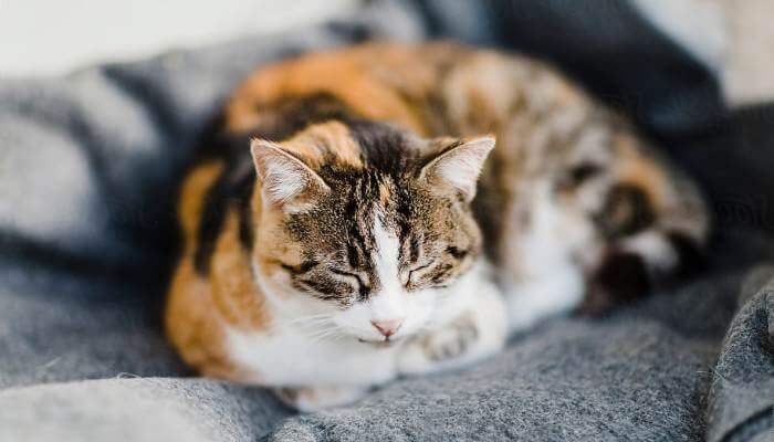 Gato durmiendo en el sofá