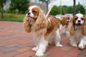 grupo de spaniels paseando por el pavimento