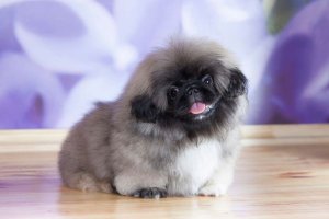 pekinés peludo con la lengua fuera