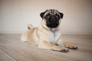 pug cervatillo acostado con la cabeza levantada