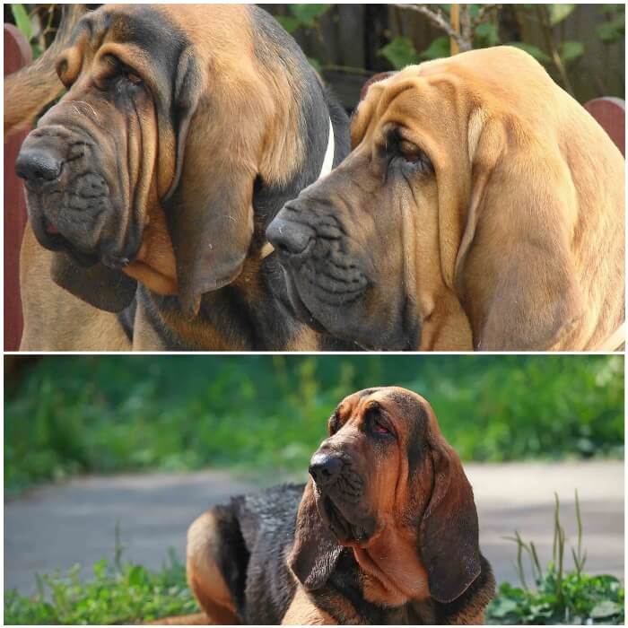 perro sabueso de San Huberto