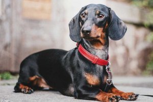 perro tejonero negro y óxido acostado 