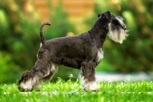 schnauzer miniatura parado sobre la hierba