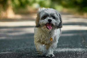 shih tzu caminando con la lengua afuera