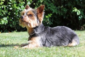 silky terrier en posición atenta y orejas erguidas