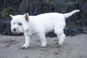 westie blanco impoluto caminando sobre la arena