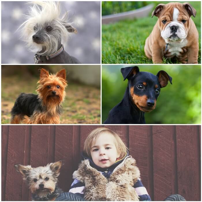 collage de perros chiquitos con niño