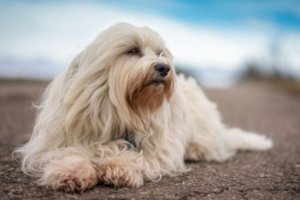 perro blanco con mucho pelo