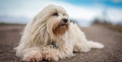 perro blanco con mucho pelo