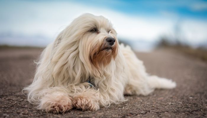 perro blanco con mucho pelo