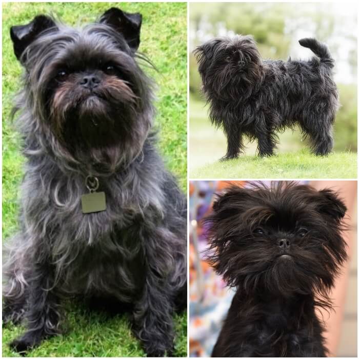 affenpinscher negro y muy peludo