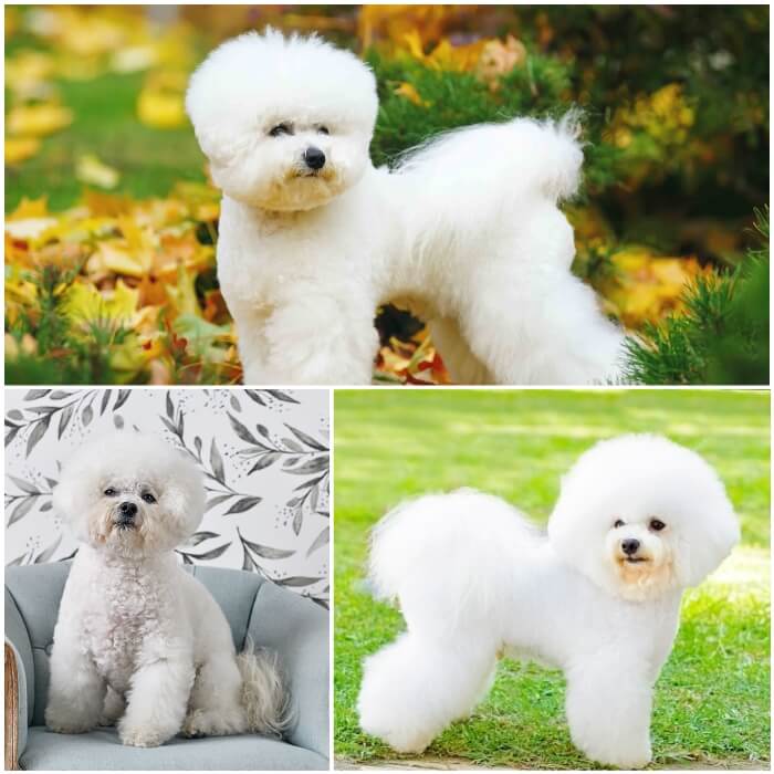 perro peludo blanco bichón frisé