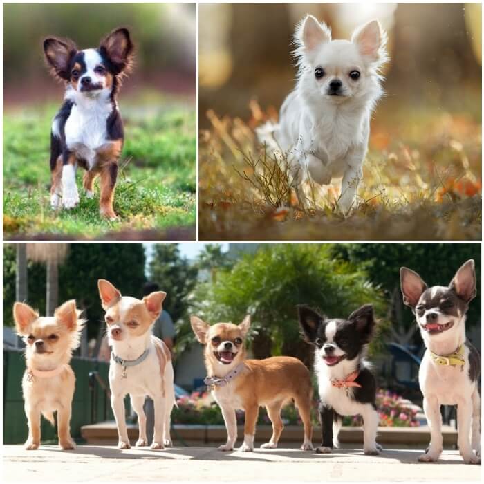 perros chihuahuas de diferentes colores