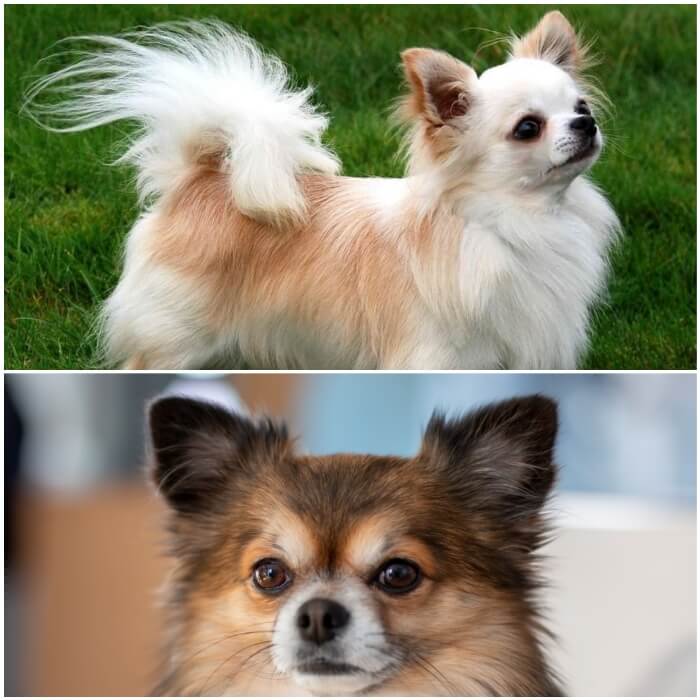 perros chihuahuas peludos