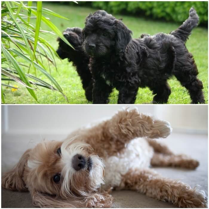 perros peludos cockapoo