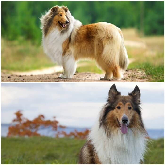 perro collie áspero muy peludo