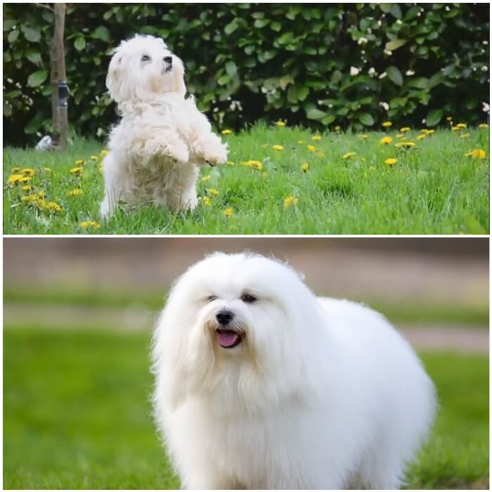 perro peludo blanco cotón de Tulear