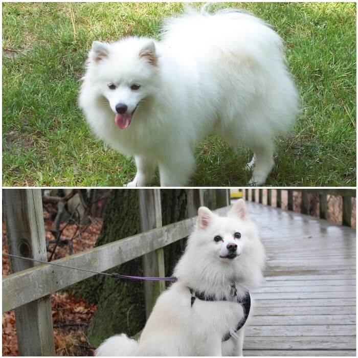 perro peludo blanco esquimal americano