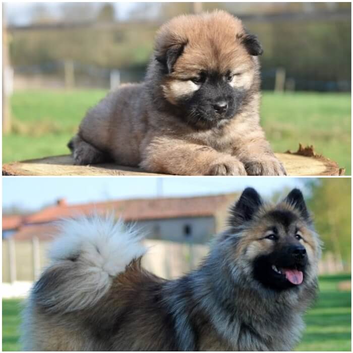 cachorro y adulto eurasier