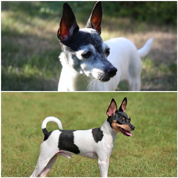 perro fox terrier toy tricolor