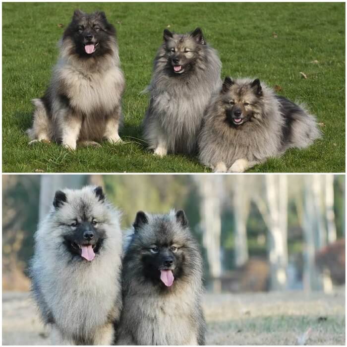 perros keeshond con pelo abundante