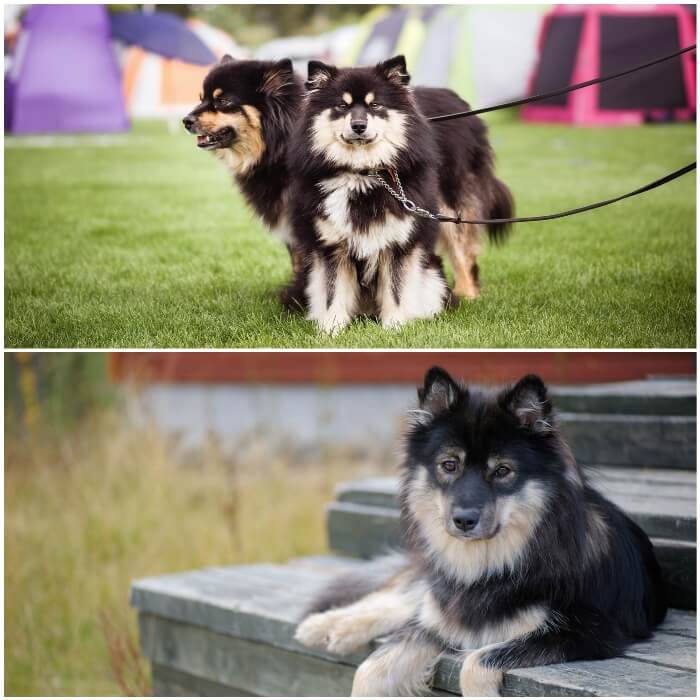 perros peludos lapphund finlandés