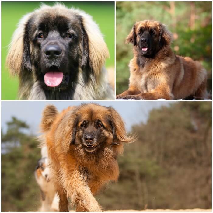 perro peludo leonberger