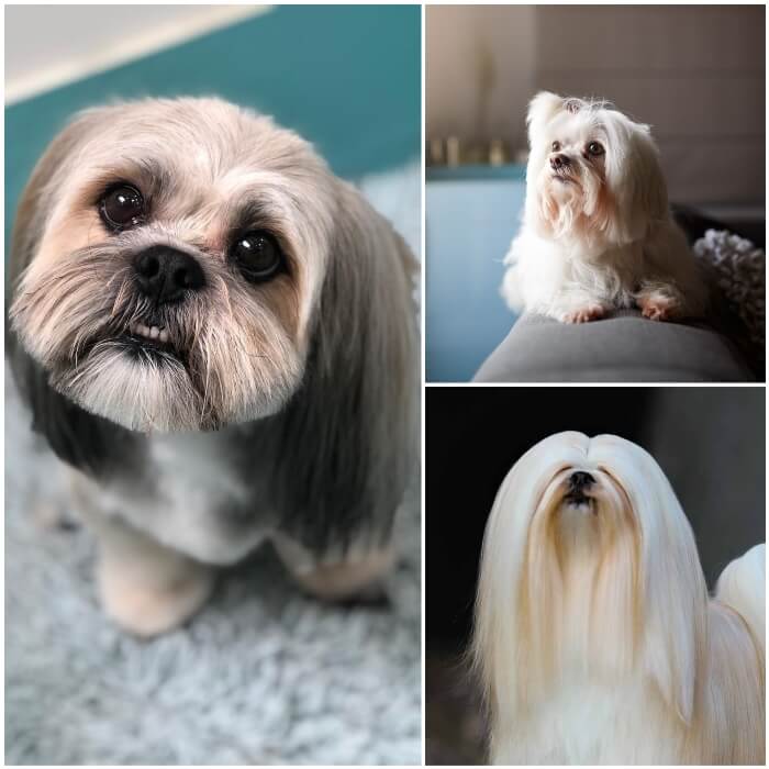 perros lhasa apso con pelo largo