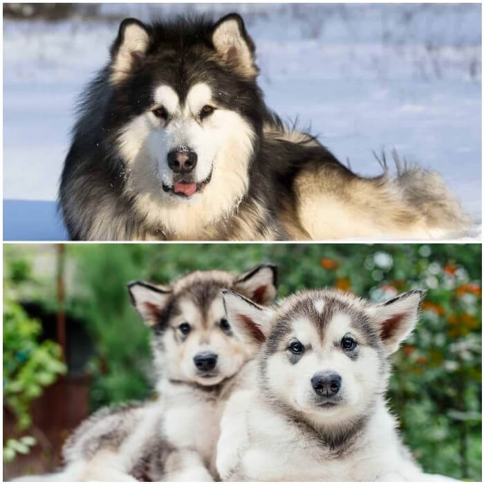 cachorros y adulto malamute de Alaska