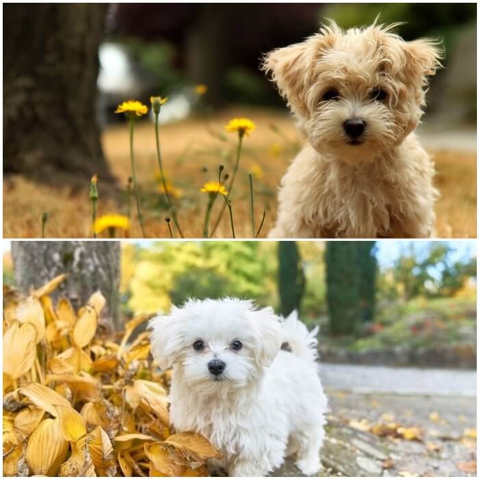 perro pequeño blanco de la raza maltés