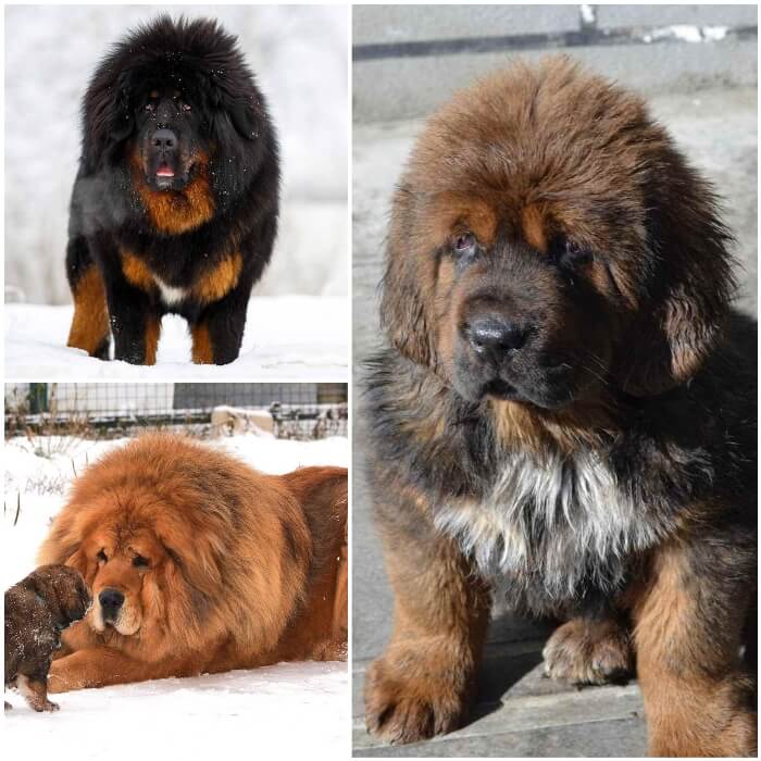 mastín tibetano gigante y peludo