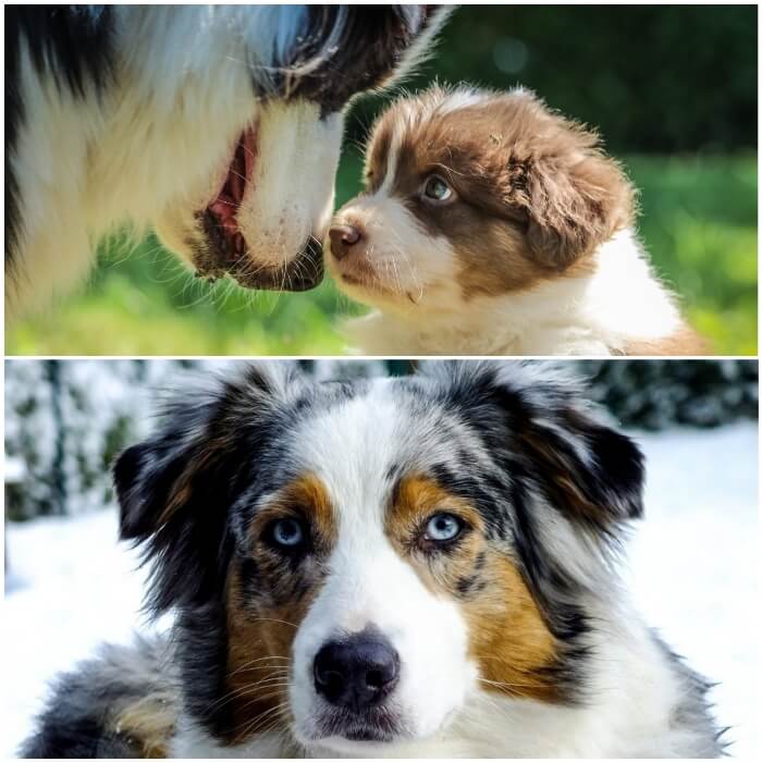perro peludo pastor australiano con cachorro