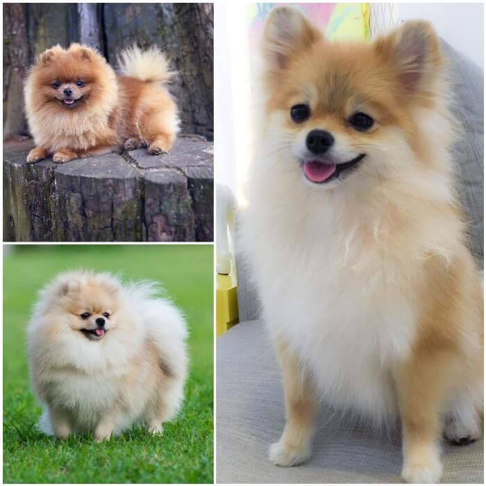 perro pomerania pequeño y peludo