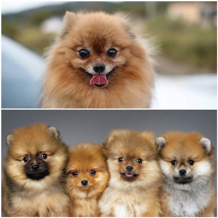 perros peludos pomerania