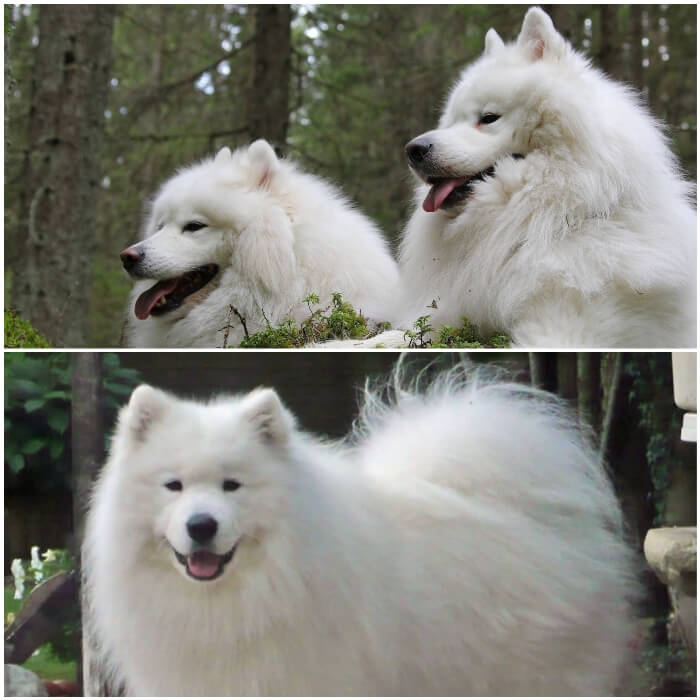 samoyedo con capa blanca tupida