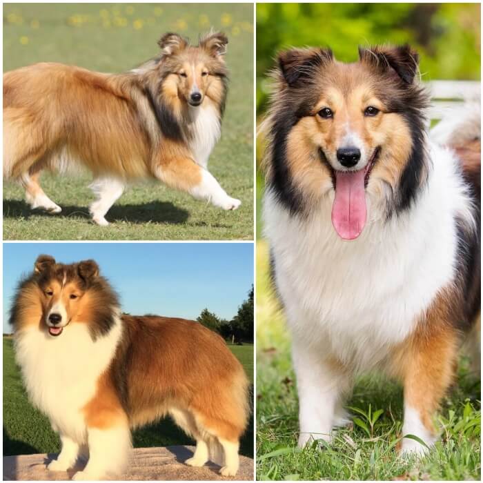 perro muy peludo shetland-sheepdog