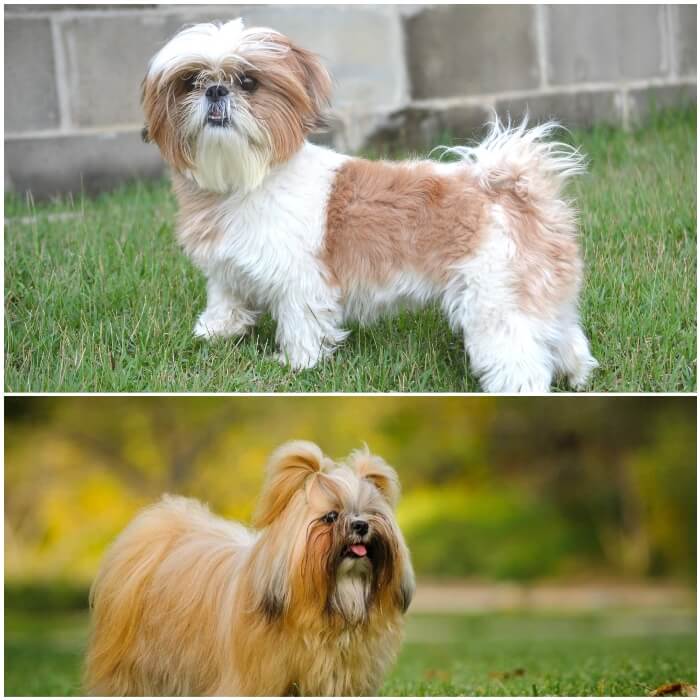 perros peludos shih tzu