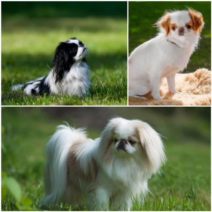 perros spaniel japonés peludos y manchados