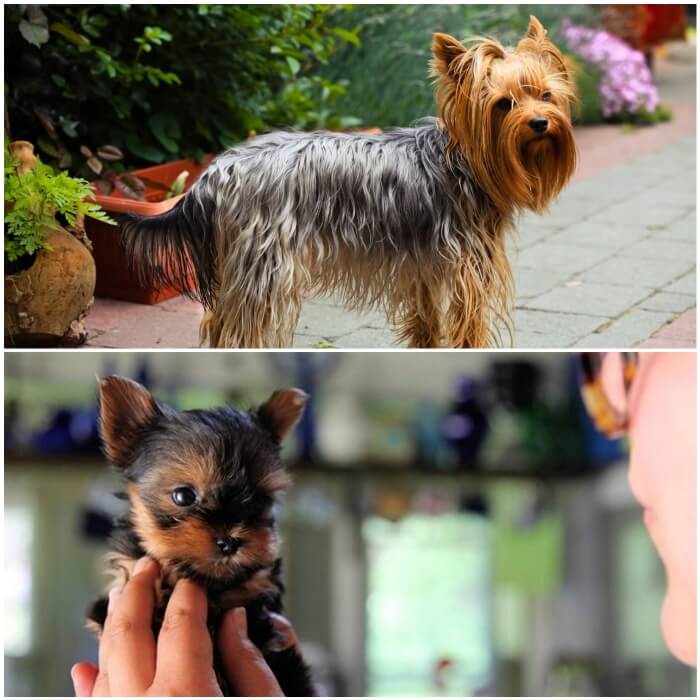 yorkshire terrier pequeñito