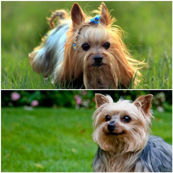 perro peludo yorkie con trenza