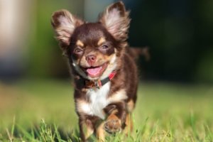 perro pequeño caminando en la yerba