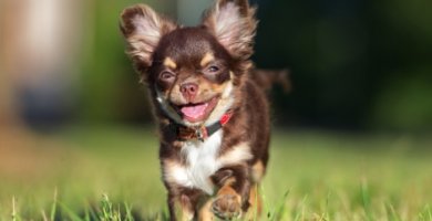 perro pequeño caminando en la yerba